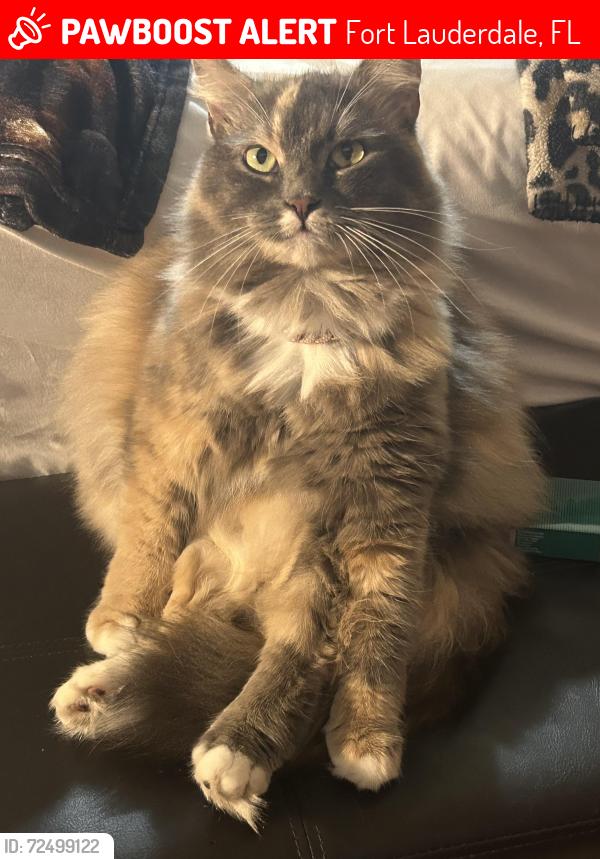 Lost Female Cat last seen NE 26th st & Dixie Hwy, Fort Lauderdale, FL 33305