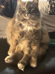 Lost Female Cat last seen NE 26th st & Dixie Hwy, Fort Lauderdale, FL 33305