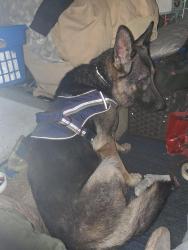 Lost Female Dog last seen Citrus way brooksville rock road, Brooksville, FL 34614