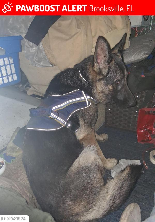 Lost Female Dog last seen Citrus way brooksville rock road, Brooksville, FL 34614