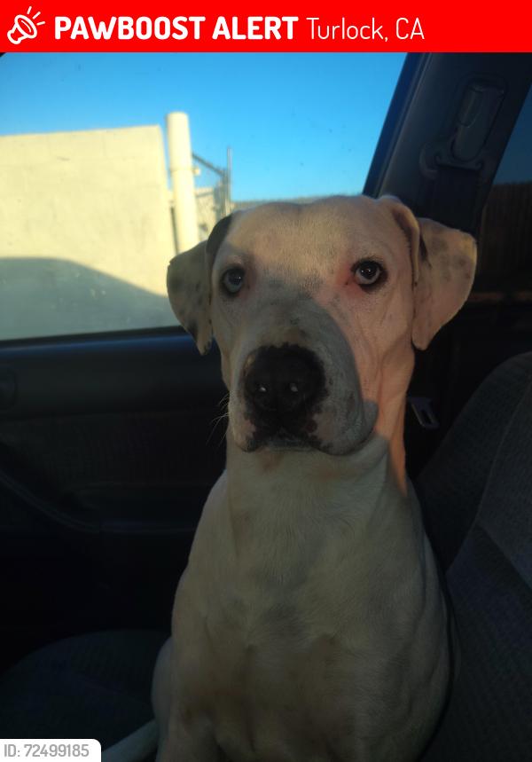 Lost Male Dog last seen Geer/ olive , Turlock, CA 95382