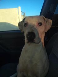 Lost Male Dog last seen Geer/ olive , Turlock, CA 95382