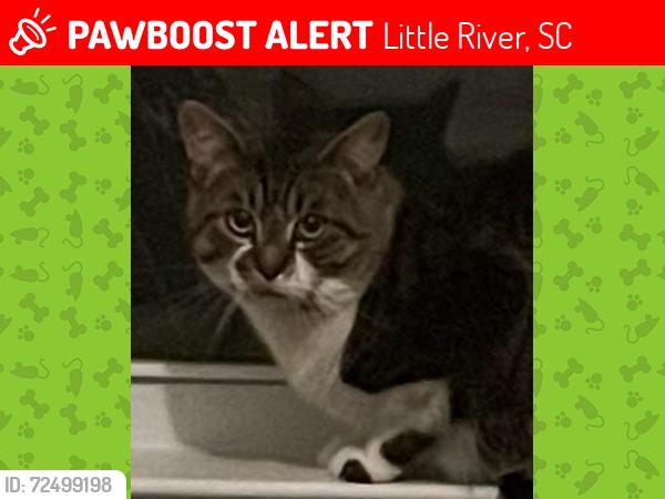 Lost Male Cat last seen Thomas Rd and Lewisfield Rd, Little River, SC 29566
