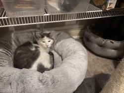 Lost Male Cat last seen Near Branwood, San Antonio, TX 78254