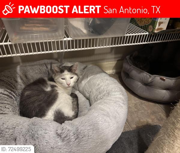 Lost Male Cat last seen Near Branwood, San Antonio, TX 78254