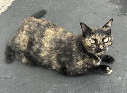 Reunited Female Cat last seen Near NW 12th Ct, Sunrise, FL 33323, USA, Sunrise, FL 33323