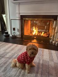 Lost Female Dog last seen Mayfield/Green. Mayfield Country club, South Euclid, OH 44124