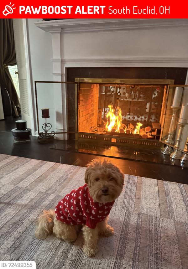 Lost Female Dog last seen Mayfield/Green. Mayfield Country club, South Euclid, OH 44124