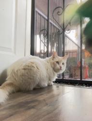 Lost Male Cat last seen 15th and Mountain, Upland, CA 91786
