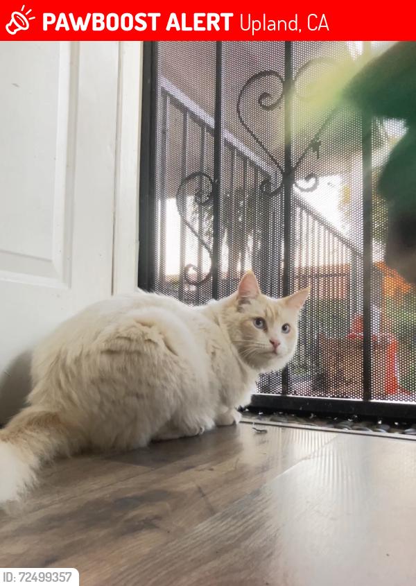 Lost Male Cat last seen 15th and Mountain, Upland, CA 91786