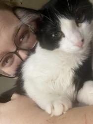 Lost Male Cat last seen Recker and Thomas, near the big church, Mesa, AZ 85215
