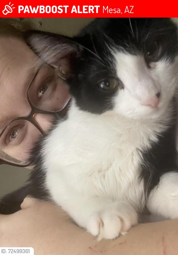 Lost Male Cat last seen Recker and Thomas, near the big church, Mesa, AZ 85215