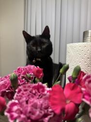 Lost Male Cat last seen Balmont , Fresno, CA 93702