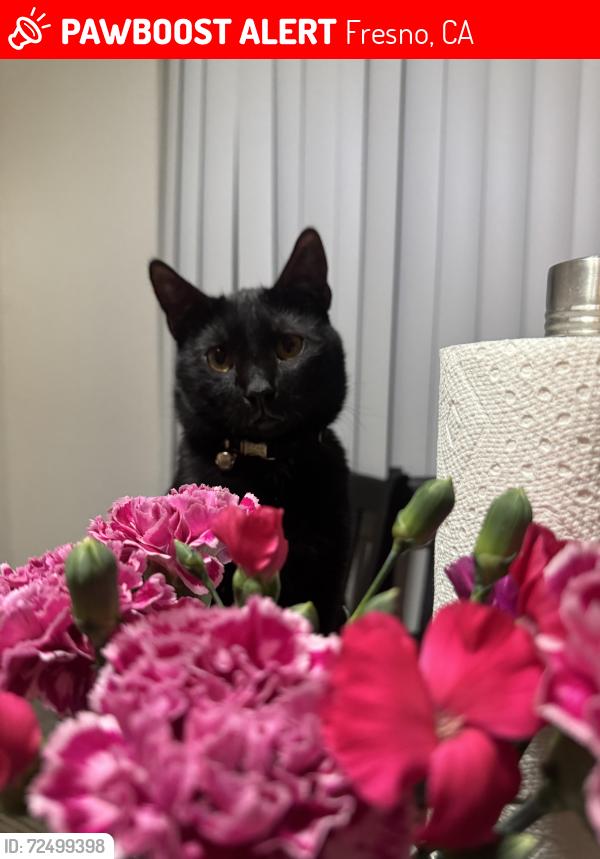 Lost Male Cat last seen Balmont , Fresno, CA 93702