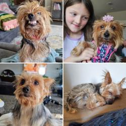 Lost Female Dog last seen Ebony pl, San Antonio, TX 78223