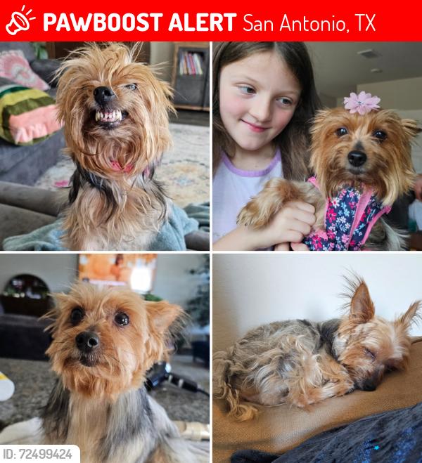 Lost Female Dog last seen Ebony pl, San Antonio, TX 78223