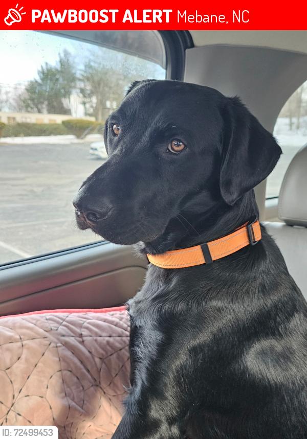 Lost Male Dog last seen country Highlands Ln and NC hwy 49, Mebane, NC 27302