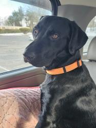 Lost Male Dog last seen country Highlands Ln and NC hwy 49, Mebane, NC 27302
