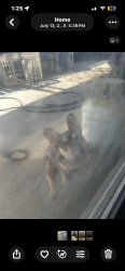 Lost Female Dog last seen Windcrest dr Nuevo cir, Fontana, CA 92337