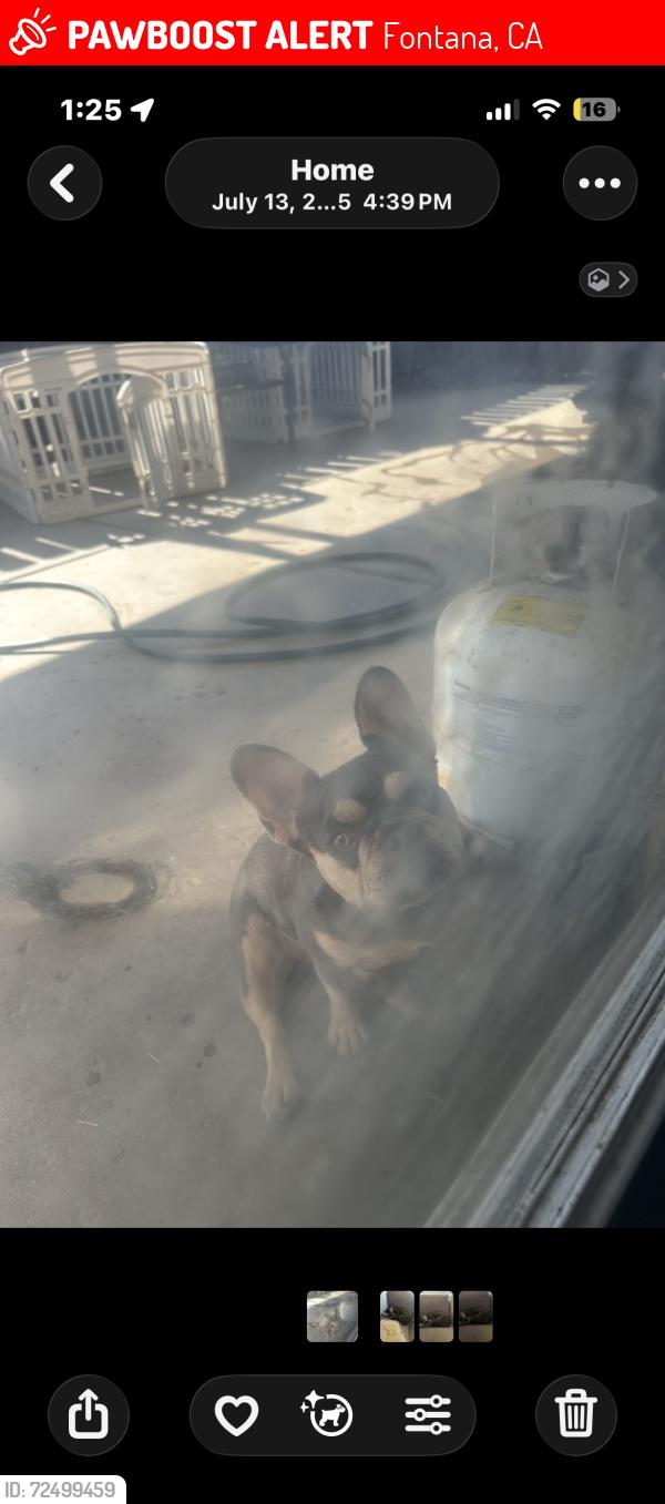 Lost Female Dog last seen Windcrest dr Nuevo cir, Fontana, CA 92337
