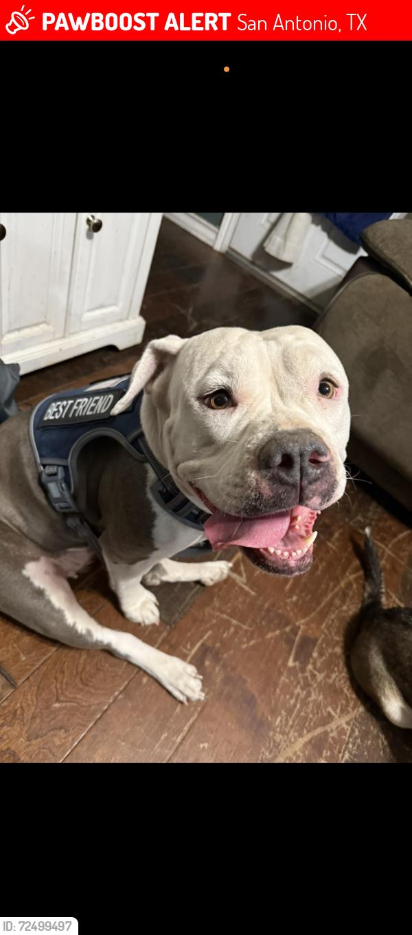 Lost Female Dog last seen Crestwood ests - applewhite rd , San Antonio, TX 78224