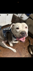 Lost Female Dog last seen Crestwood ests - applewhite rd , San Antonio, TX 78224