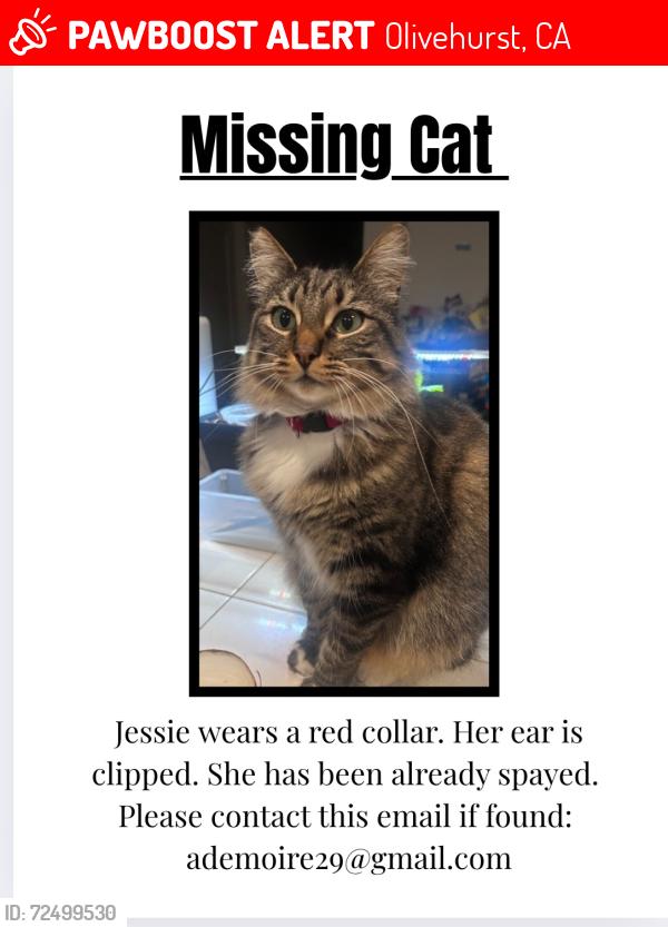 Lost Female Cat last seen Aspen peak street, Olivehurst, CA 95961