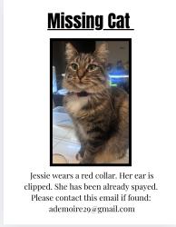 Lost Female Cat last seen Aspen peak street, Olivehurst, CA 95961