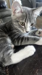 Lost Male Cat last seen Southlands crescent , Chilliwack, BC 