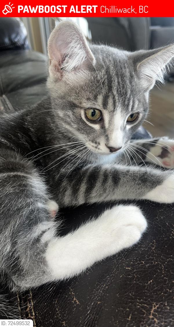 Lost Male Cat last seen Southlands crescent , Chilliwack, BC 