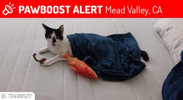 Lost Male Cat last seen Mural & Barton St Perris,Ca, Mead Valley, CA 92570