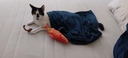 Lost Male Cat last seen Mural & Barton St Perris,Ca, Mead Valley, CA 92570