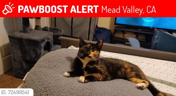Lost Female Cat last seen Mead St & Mural St Perris,Ca, Mead Valley, CA 92570