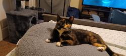 Lost Female Cat last seen Mead St & Mural St Perris,Ca, Mead Valley, CA 92570