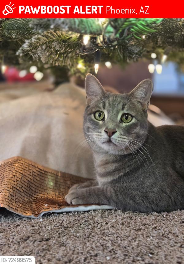 Lost Male Cat last seen Central and Thunderbird , Phoenix, AZ 85023