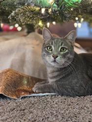 Lost Male Cat last seen Central and Thunderbird , Phoenix, AZ 85023