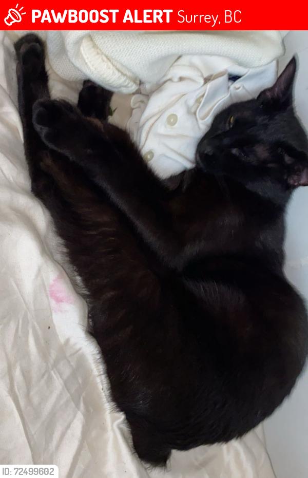 Lost Female Cat last seen Near st 208 avenue close to 335 bus stop , Surrey, BC 