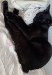 Lost Female Cat last seen Near st 208 avenue close to 335 bus stop , Surrey, BC 