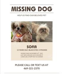 Lost Female Dog last seen Denver street , Dallas, TX 75203