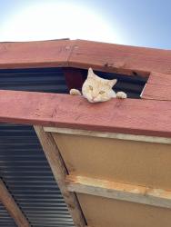Lost Male Cat last seen Sixth street, Corona, CA 92882