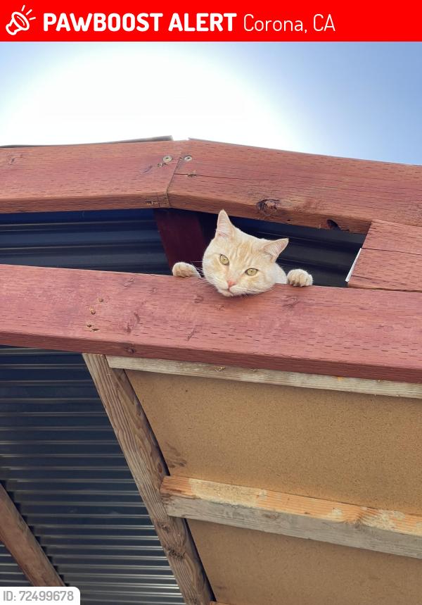 Lost Male Cat last seen Sixth street, Corona, CA 92882
