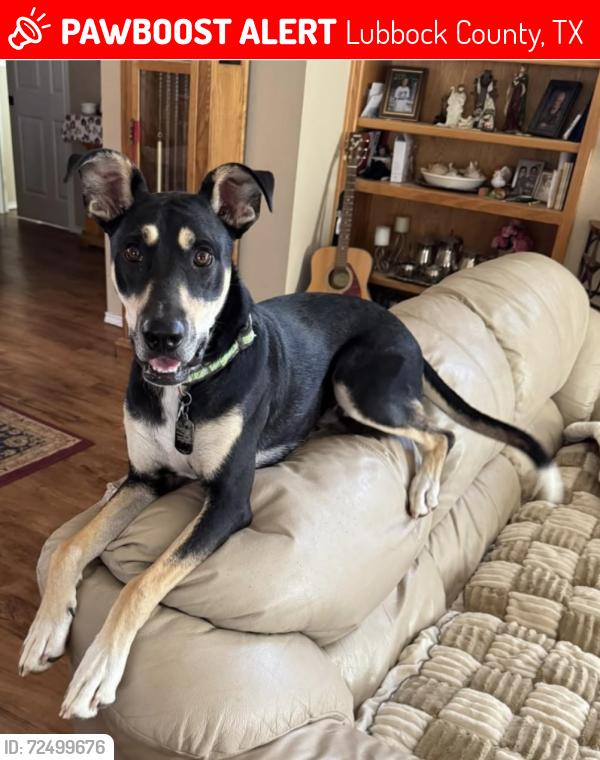Lost Male Dog last seen Highway 41, Lubbock County, TX 79423