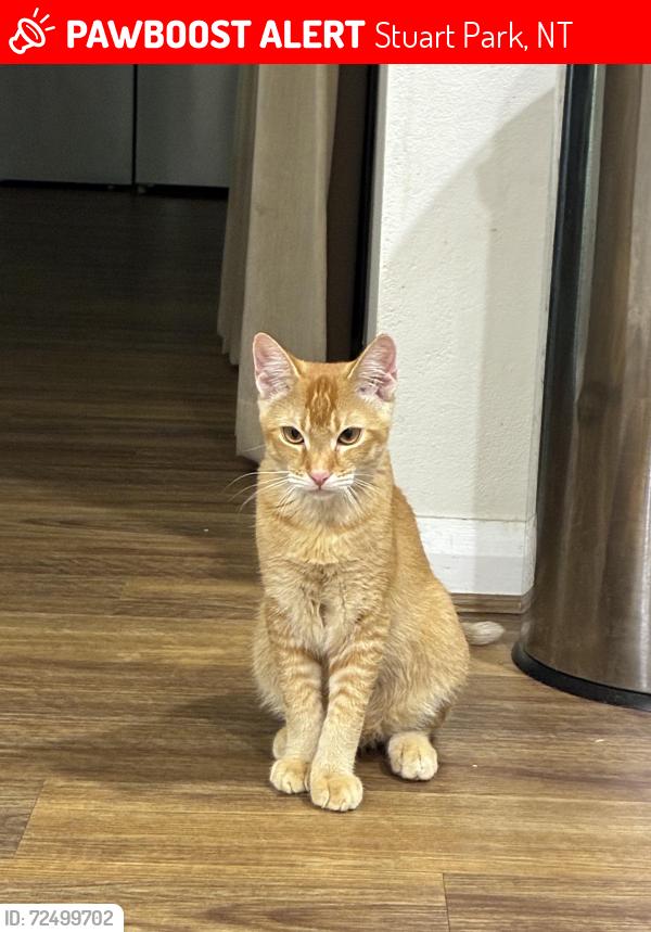 Lost Male Cat last seen Near Gothenburg crescent, Stuart Park, NT 0820