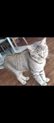 Lost Male Cat last seen Trail, Longview, TX 75601
