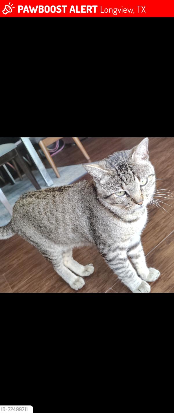 Lost Male Cat last seen Trail, Longview, TX 75601