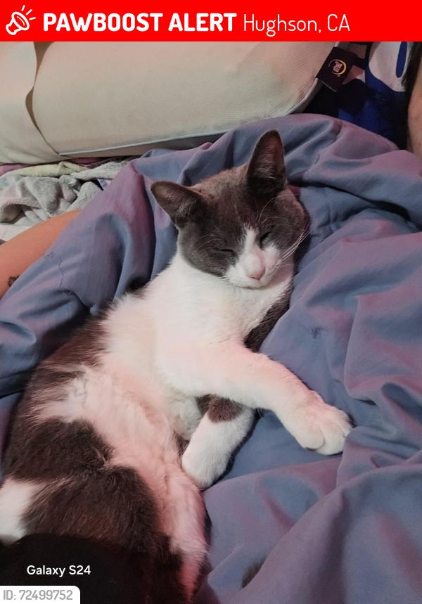 Lost Male Cat last seen Park on tully, Hughson, CA 95326