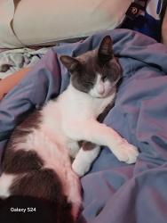 Lost Male Cat last seen Park on tully, Hughson, CA 95326