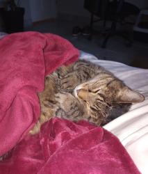 Lost Female Cat last seen 5th Ave and Clarendon Phoenix AZ, Phoenix, AZ 85013
