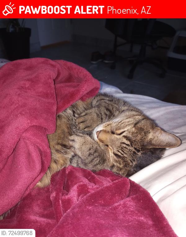 Lost Female Cat last seen 5th Ave and Clarendon Phoenix AZ, Phoenix, AZ 85013