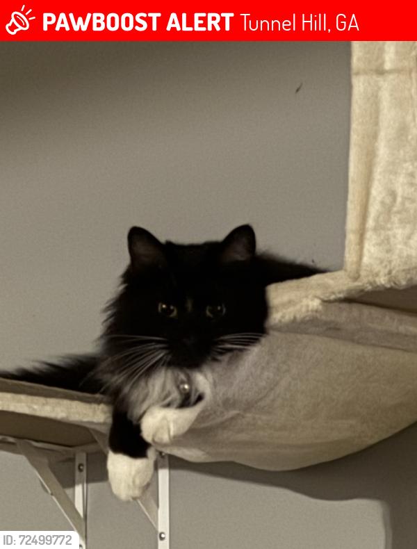 Lost Male Cat last seen Cottonwood and Townsend, Tunnel Hill, GA 30755